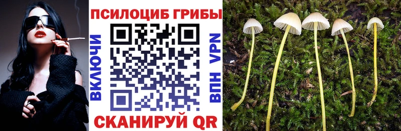 Купить где  Гусиноозёрск  Галлюциногенные грибы Psilocybe 